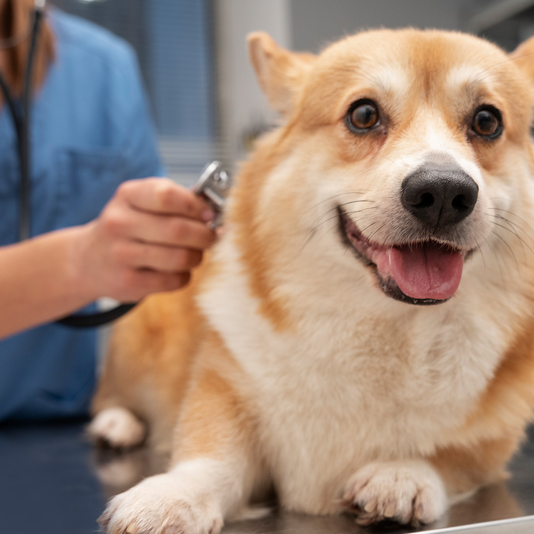 鍾意照顧動物，想成為獸醫？澳洲獸醫課程助您圓夢！